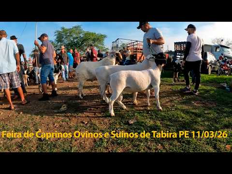 Feira de Caprinos Ovinos e Suínos Tabira Pernambuco 11/03/2026 #nordeste #tabira