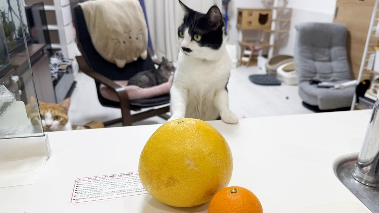 土佐文旦を剥きながら雑談生放送