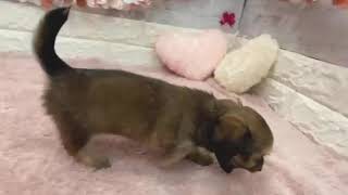 ハーフ犬の動画01