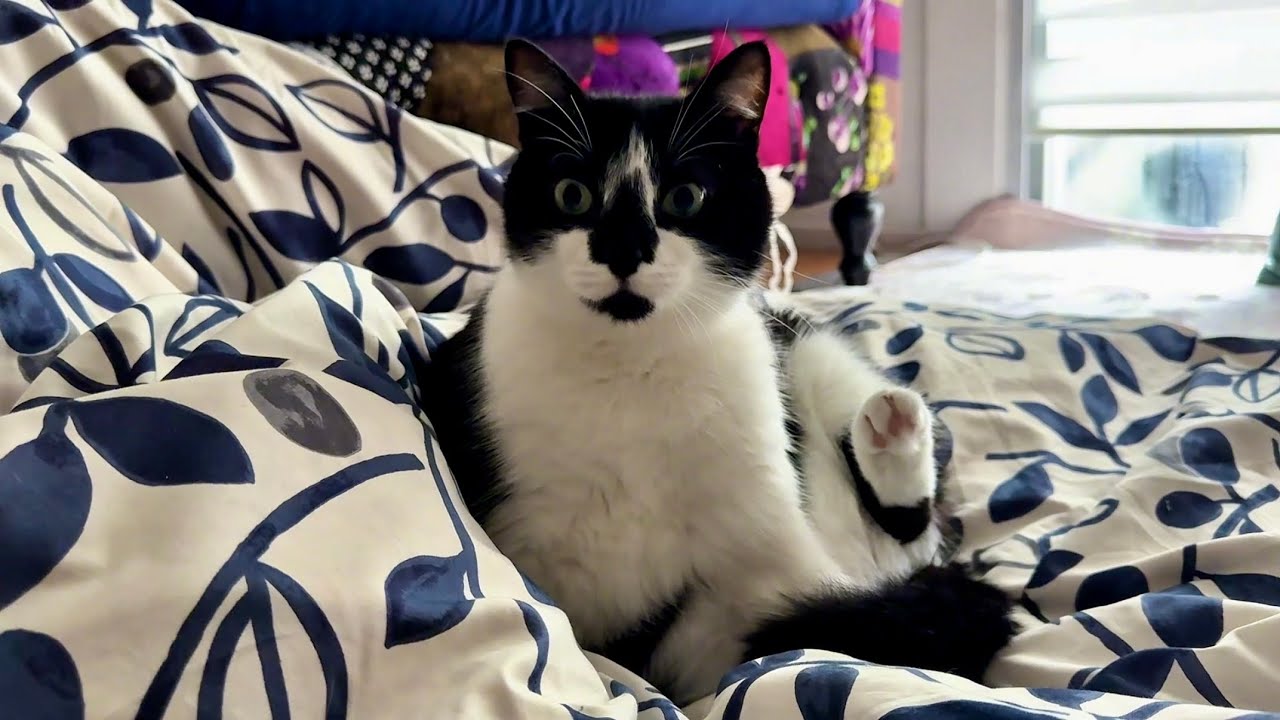 Cats Discover Japan🇯🇵 Cats in Love with Futons お布団の心地良さを知ってしまった猫たち