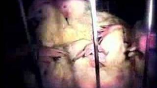 Everybody Wants to Be Free