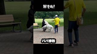 シカトする愛犬と解せぬ飼い主　#greatpyrenees #大型犬のいる生活 #大型犬 #大型犬と暮らす #グレートピレニーズ #犬のいる生活 #愛犬 #癒し #ゴールデンレトリバー