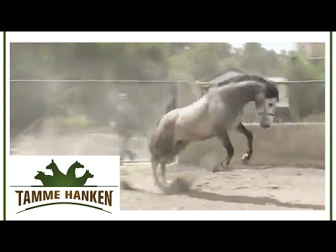 Horse goes berserk! Tamme treats biting and punching grey horse | Tamme Hanken | Kabel Eins
