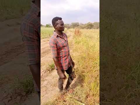 Visit to Ifwotu finger millet farm by GLOBAL AIM EXECUTIVE DIRECTOR. ROMBEK ESAYA K