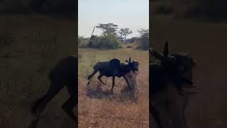 A powerful battle between life and death