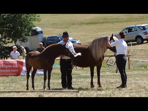 46. Feldwebel Martha - SchwK St v Vento x Fräulein Reichmann - Kaltblut FS Kohlenbach am 13.08.2022