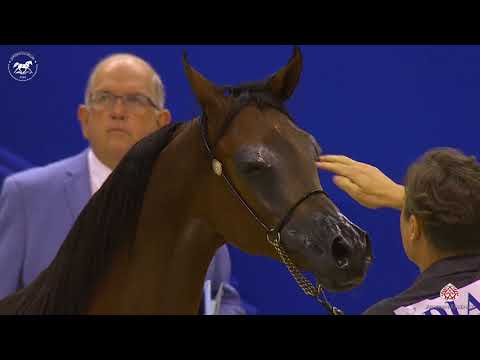 N 26 MARTINA JOY   Dubai Arabian Horse Show 2020   Yearling Fillies Class 2B