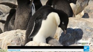 The penguins, the first victims of global warming and ice melting