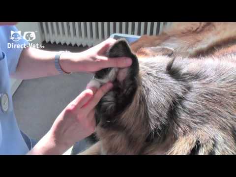 comment nettoyer oreille chien