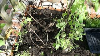 Planting and Training Sweet Peas Part 1