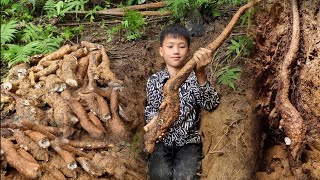 Go to the forest to dig up cassava to sell. Bring it home and boil it to eat. Daily life of boy Nam