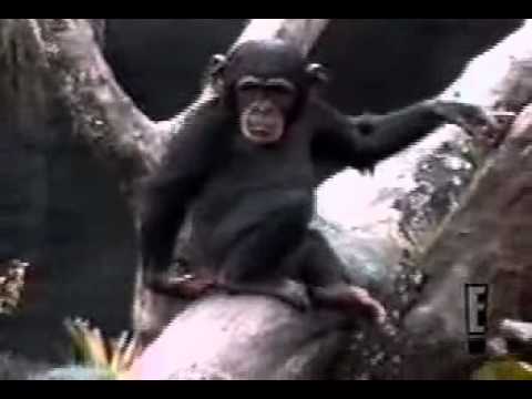 Macaco  Cheirando.mpeg