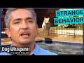 Ultimate Dog Whisperer Marathon Best Of Season 2