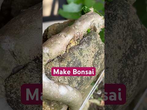 Making Bonsai Grow on Rocks