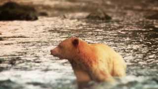 The Great Bear - written and performed by Great Lake Swimmers