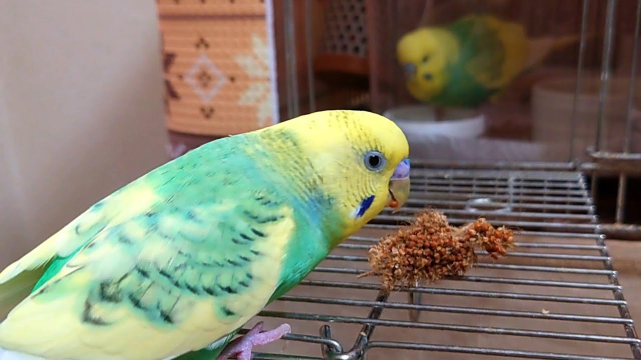 ひーちゃんが天国へと旅立つ数時間前/現在のふうちゃんの様子