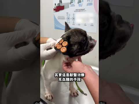 在狗狗耳朵上缝上纽扣