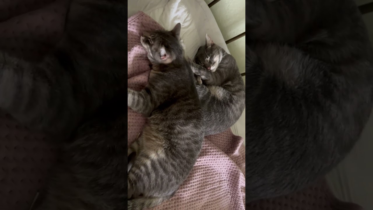 Enlarge Ingrid & Sadie a true bonded pair of girls!, a ADOPTABLE Tabby in Eagle Point, OR video 2/3