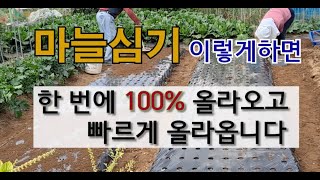 마늘심기 이렇게 하면 한 번에 100% 올라오고 빠르게 올라옵니다. #한지형 마늘 심기 #마늘 한번에 올라오…