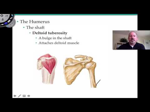 Appendicular Skeleton