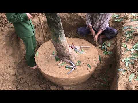 Mai vàng tàn siêu khũng giao lưu cao 7m tàn 5m 0938336448