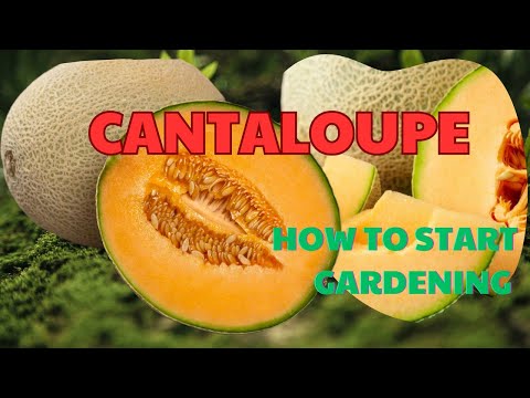 How to Grow and Care for Cantaloupe (Melon) | Step-by-Step Guide for Beginners