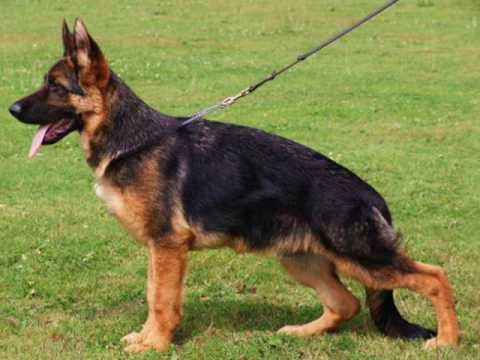 Bojan von Pendler - Progeny 2009 - By Eduardo Duran Haedo.