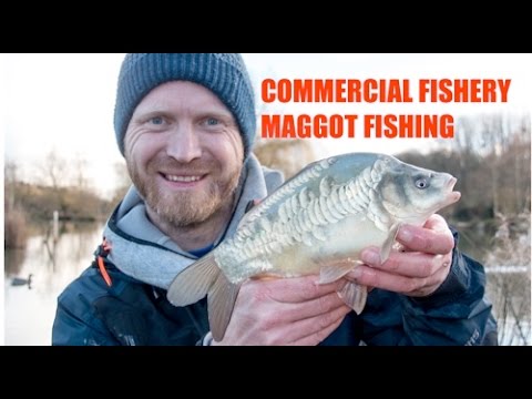 Rob Wootton -The Commercial Fishery short range maggot line.