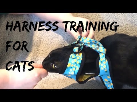 Harness Training Your Cat (featuring Trash Bag)