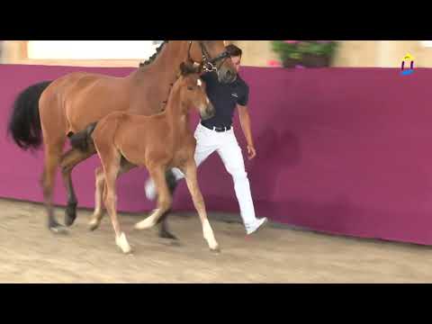 21 Tarantino v. Topas - Lord Leopold