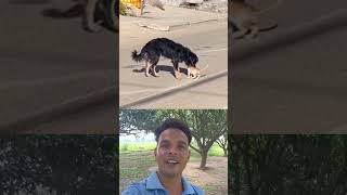 Dog is best humanity 😎❤️ Sigma rule | inspirational quotes motivational quotes #shorts #motivational