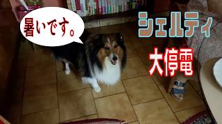 【シェルティ】大停電【フランス田舎暮らし🇫🇷】#犬の散歩 #賢い犬 #犬のいる暮らし #マイペースな犬