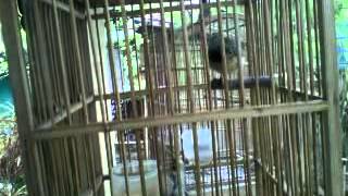 Download lagu prenjak gacor MP4 mp3