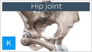 Hip joint - Bones, Ligaments, Blood Supply and Innervation