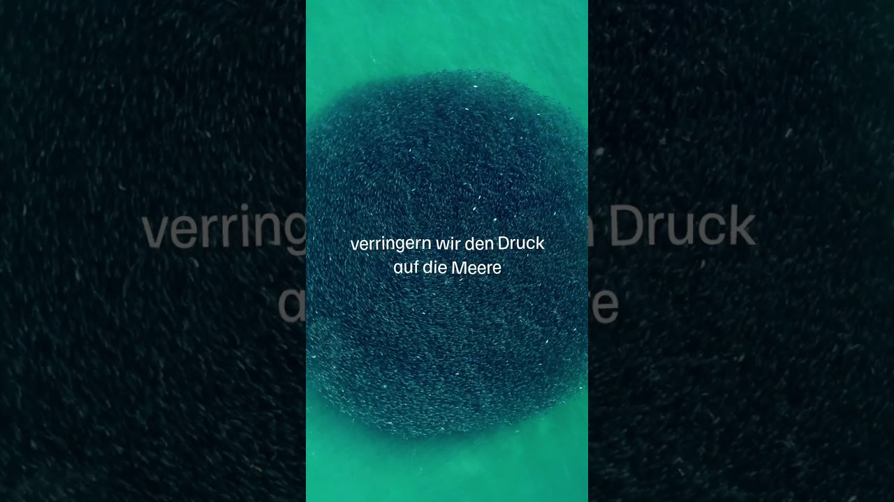 So verringern wir den Druck auf unsere Meere 🌊