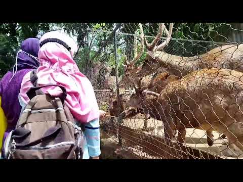 Rusa Kok Suka Makanan Ini Ya