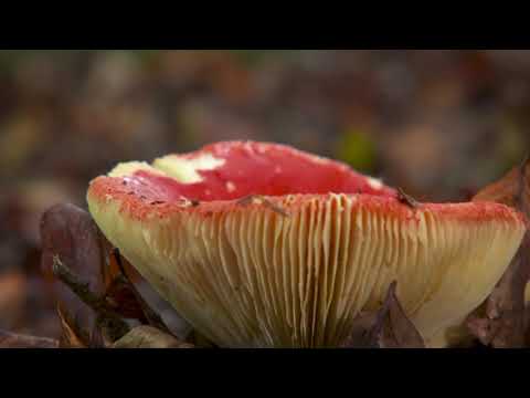 SOS: How to Survive - Wild Mushrooms
