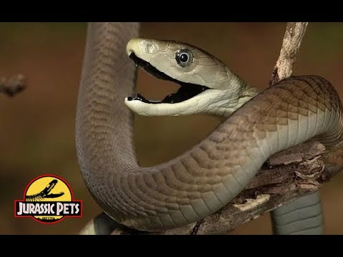 Schlangen Afrikas: Die Schwarze Mamba  | Doku