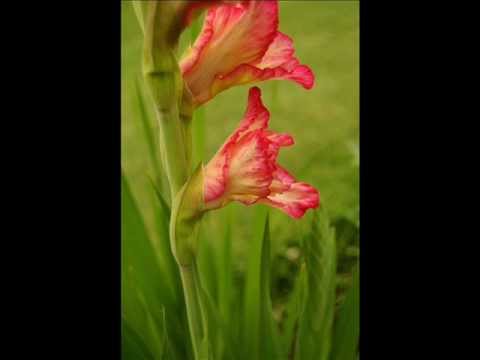 DAE TRAV - KASHMIRI SONG BY SHAMIMA DEV