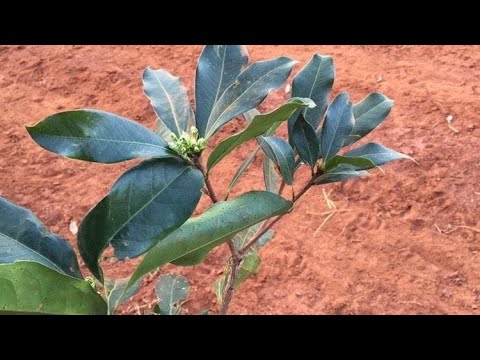 Identificação botânica - como diferenciar folhas simples e compostas