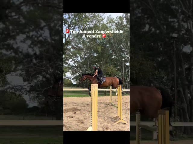 Yegua Zangersheide En venta 2015 Bayo por CON AIR