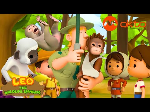 Orang Utans are APES, not MONKEYS! | Leo S3 Spinoff Compilation | @mediacorpokto