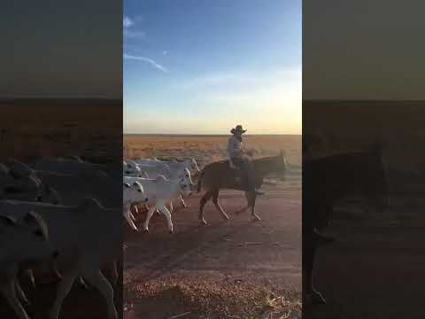 2.000 Cabeças passando na sua telinha… Chamaaa na Lida do Gado Us Menino - Grupo Piaia | Baixa Grand