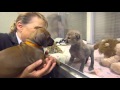 The Story Of Cheetah Cub Ruuxa Puppy Pal Raina