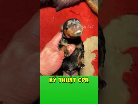 Kỹ thuật ngón tay cái cứu mạng thú cưng trong gang tấc