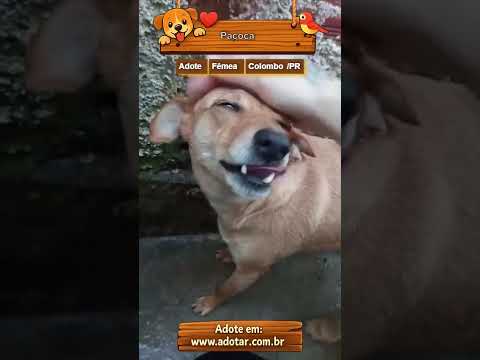 Vídeo de Paçoca