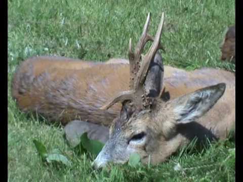 Kapitaler Bock wird erlegt!