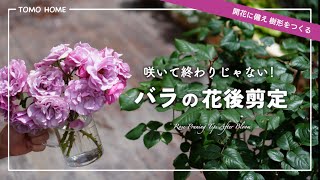 [For beginners] Tips for pruning roses after they have bloomed and how to care for them afterward...