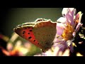 Tony Bennett - Somewhere Over the Rainbow