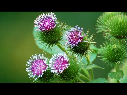 Лопух - лечебные свойства. Е.Ф. Зайцева